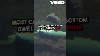 Discover the Amazing World of Catfish!  #facts #animalshorts #wildlife #animals