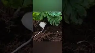 Giant Frog  Eats Huge Mouse!!