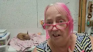Hurricane Coming-How can I Protect My Pets?