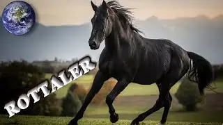 TOP Beautiful Rottaler Horse in the World!