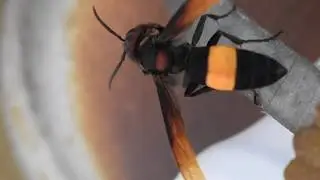 Hover Fly search for Construct home - Domestic Discovery