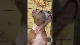 +79884449989 бронь на щенят !❤️