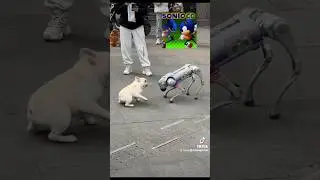 Yo, Sonic CD in real life (footage is reversed) #sonic #shorts