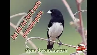 papa capim tui tui zel zel 3 nota clássico
