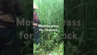Best Guide to Finding Quality Forage for Livestock on Pastures #LivestockFeeding #PastureManagement
