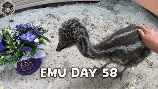 Emu Life Day 58 - Baby Ostrich received a flowers bouquet as a gift