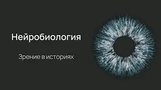 Нейробиология восприятия. Лекция 1. Глаз