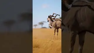 What is the hyena trying to do to the greater predator challenge #animals #safari #hyena