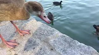 Having Fun and Feeding The Wild Ducks