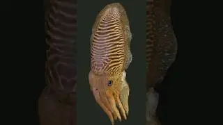 squid vs cuttlefish｜They are more different than you know.  #animals #facts #marineanimals #ocean