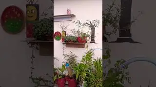 #diygardendecor #plants #garden #diy#shortsfeed #shorts #youtubeshorts #gardening