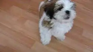 shih tzu TIMON - 14 TYGODNI