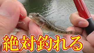 【簡単】7月ハゼ釣り「ほたてエサ」外れないように付けるコツ！