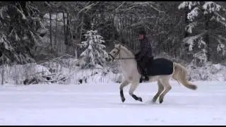 Silver the Connemara pony - galloping on a snowy field