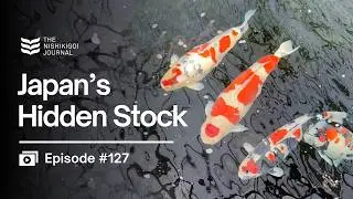Saito Fish Farm to NND: Koi, Tamasaba & New Bloodlines | N.I.J. | Ep #127