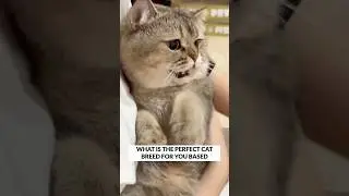 Best Cat Breed For You (Zodiac Sign)