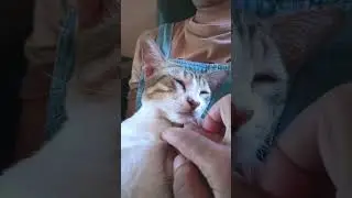 andud guys #cat #nizamkucinglucu #kucingbelangtiga #kucing #kucinganggoralucudanimut