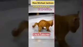 #funny #cute #cat #pets #pdmedianetwork #shorts