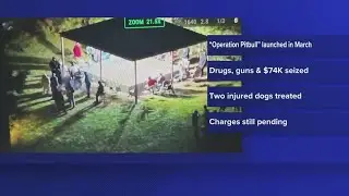 45 arrested in illegal dog fighting ring in East Texas, Newton County sheriff says