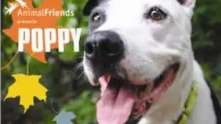 Animal Friends presents: Poppy