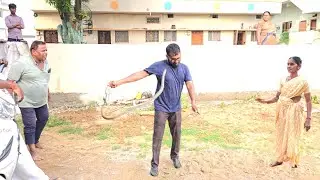 #Indian #Rat snake Rescue non venomous contact 7396969617