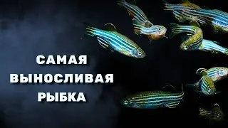 Данио неприхотливая рыбка зебра Уход и Содержание | Danio (ZebraFish) Care