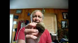 Dinosaur Plant Review plus Fishing Trick