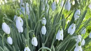 Snowdrops at Waterperry Gardens