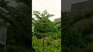 terminalia plant#shehrazgardening