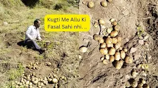 Kugti Me Allu Ki Fasal Nhi hai..#kugti #bharmour #Chamba