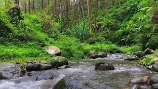 Flow of Calm &ndash; River Sounds for Deep Focus, Mind Balance & Stress Relief