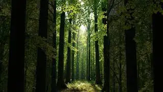 Trees rustling #whitenoise