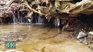 Stream Melting Icicles Trickling Though Roots - 10 Hours Water Sounds - Nature Scene - 4K - February