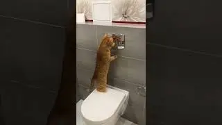 Mirror Confuses This Cat 😂