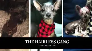 The Hairless Gang Take The Redrock Canyon