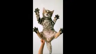 Why Do Cats Land on Their Feet? Physics Explains