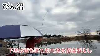 びん沼へらぶな釣り！びん沼も丸堀もついに新ベラ放流されたみたい！新ベラこれから楽しもう！