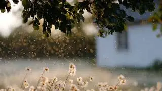 Echoes in Gentle Shadows – Around 1 hour 60min Chill Music #relaxing   #Sleepmusic #Studymusic #calm
