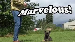 Kraftwerk K9 German Shepherds - Howie's practical obedience at 10 weeks old!