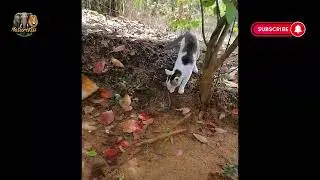 cat vs snake #catvssnake #animalsfight #cat #serpent #catreflexes