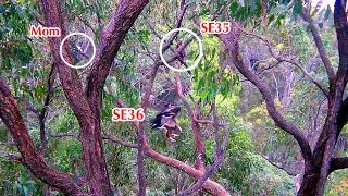 #384🦅SE35🐥85&deg; & SE36🐥84&deg;／Sea Eagle Nest 2025🇦🇺Sydney Olympic Park／Powerd by Sea-EagleCAM4
