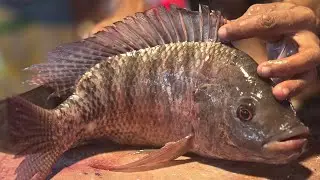 Pro Fish Cutter Shows Amazing Tilapia Fish Cutting Skills | Market Video