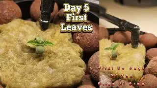 Orion F1 DWC 28 Day Update