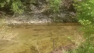 A school of Mudsuckers