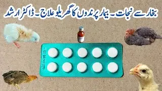 Fever Treatment and Heat Stress Management in Chickens | Dr. ARSHAD