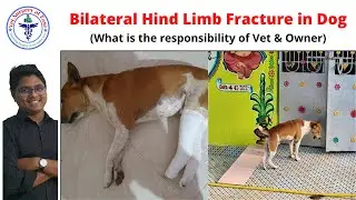 Hind Limb Fracture (Dog) | Case Report 08