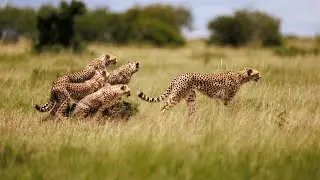 Nashipai: A story of survival and hope for cheetahs in the Masai Mara