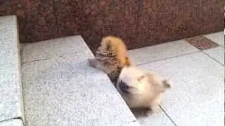 Micro teacup Pomeranian puppies for sale
