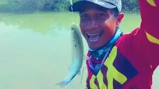 Mancing ikan belanak di sungai dapat yang besar-besar 