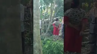 the sound of a chainsaw cutting sengon wood